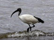 ChatGPT hamstrung by hypersensitive terms and conditions