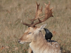 AMD nibbles at Intel's server market