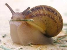 Leaked slides warn of Vega delays