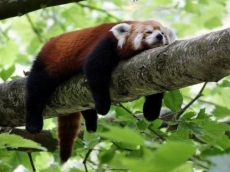 Firefox falls off Edge