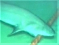 West spooked by thought of Huawei's cable biz