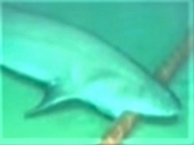 West spooked by thought of Huawei's cable biz